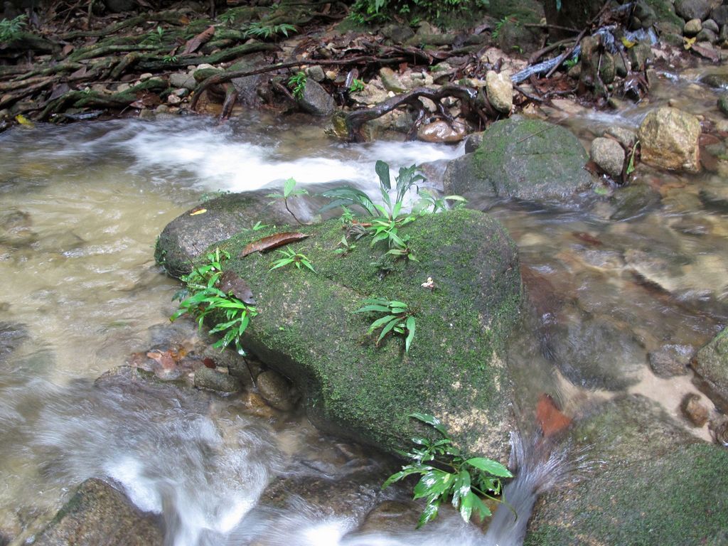 B. rhoephila